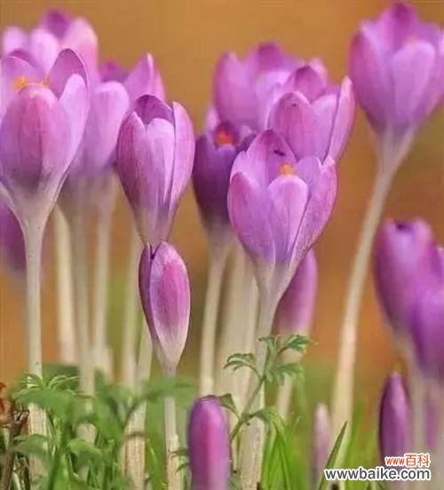 揭秘番红花背后的寓意与情感 探索番红花的花语之美