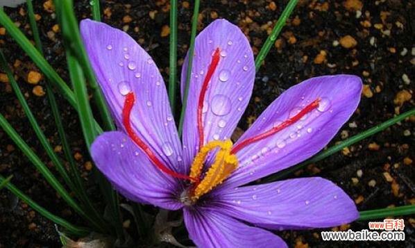 揭秘番红花背后的寓意与情感 探索番红花的花语之美