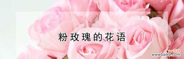 探究粉玫瑰花语的深层含义 粉玫瑰的花语
