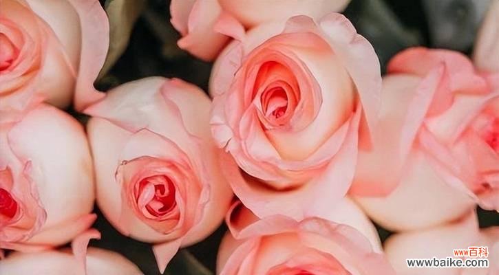探寻粉红色玫瑰背后的意义与情感 粉红色玫瑰的花语