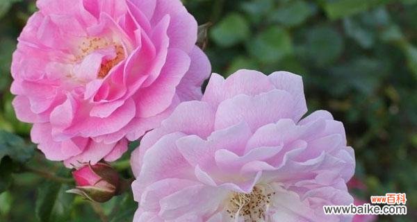 探索蔷薇花的意义与象征 蔷薇花的花语和寓意