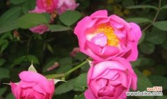 解读蔷薇花语的寓意与象征 蔷薇花语的意义及传承