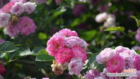 解读蔷薇花语的奥秘 蔷薇花语的意义及传承