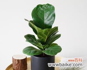 探究琴叶榕对人们的象征意义和启示 以琴叶榕的寓意是什么