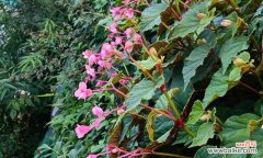 秋海棠花语的深意与象征 秋海棠花语与寓意