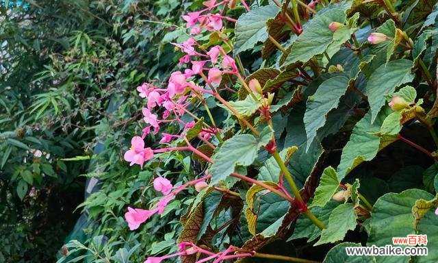 秋海棠花语的深意与象征 秋海棠花语与寓意