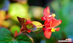 探寻秋海棠的花语 秋海棠花语