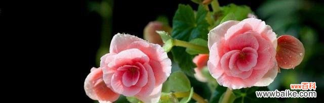 秋海棠花语的寓意与象征 秋海棠的花语——传递爱与思念之情