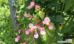 探秋海棠的花语与象征意义 秋海棠的花语与意义