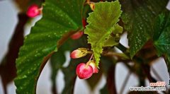 美丽而坚韧——秋海棠叶的意义和象征 秋海棠叶的寓意