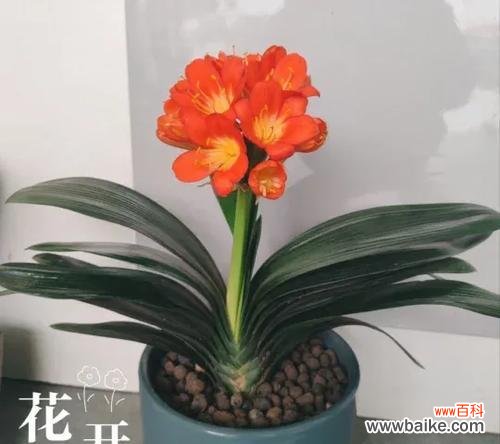 君孑兰的花语有哪些？它有什么特别的含义吗？