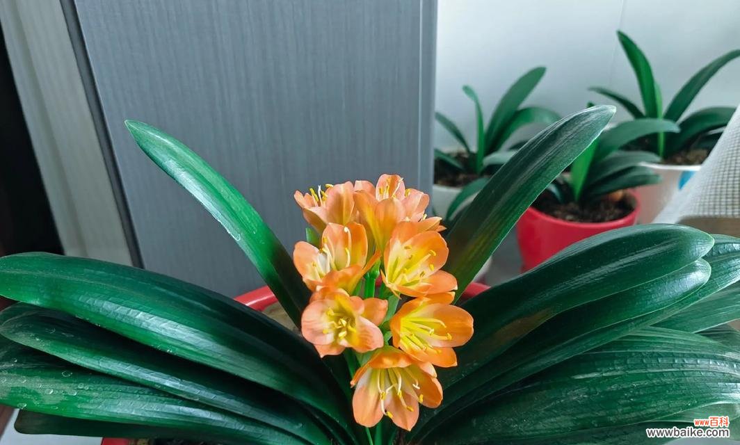 君孑兰的花语有哪些？它有什么特别的含义吗？