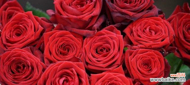 红羽玫瑰花语是什么?它象征着什么意义?