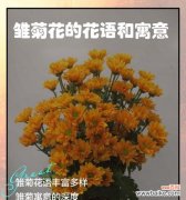 桔色菊花的花语有哪些？