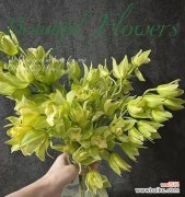 大朵惠兰花语有哪些含义？