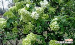 麻叶绣球花语代表了什么含义？