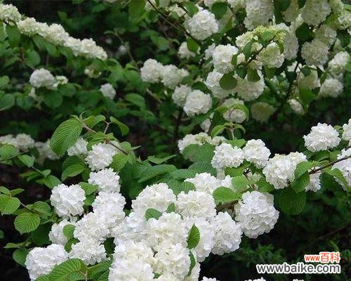 麻叶绣球花语代表了什么含义?