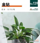 红金钻的花语是什么？