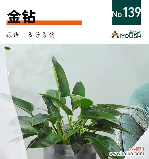 红金钻的花语是什么?