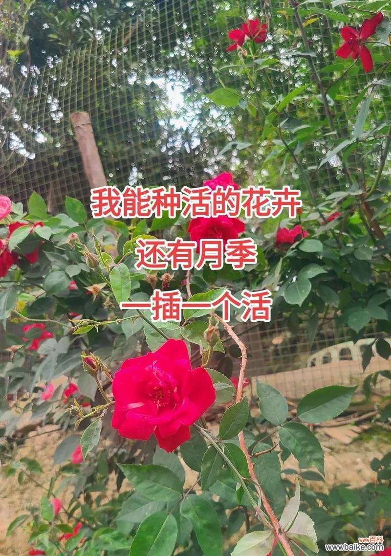 月季花及花语有哪些?