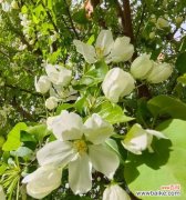 山荆子的花语有哪些？