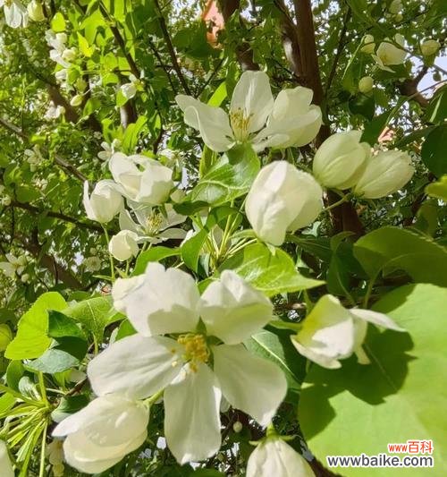 山荆子的花语有哪些?