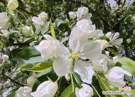 山荆子的花语有哪些?