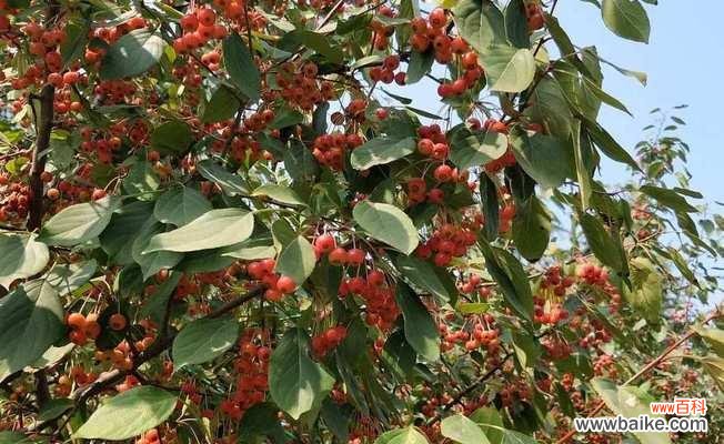 山荆子的花语有哪些?