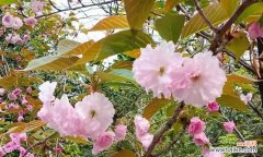 重瓣晚樱花语代表了什么？