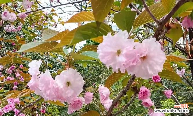 重瓣晚樱花语代表了什么?