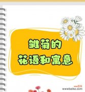 紫粉雏菊花语代表了什么含义？