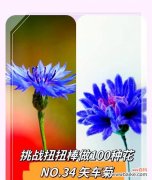 黄失车菊花语是什么意思？