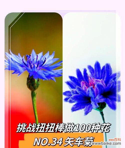 黄失车菊花语是什么意思?