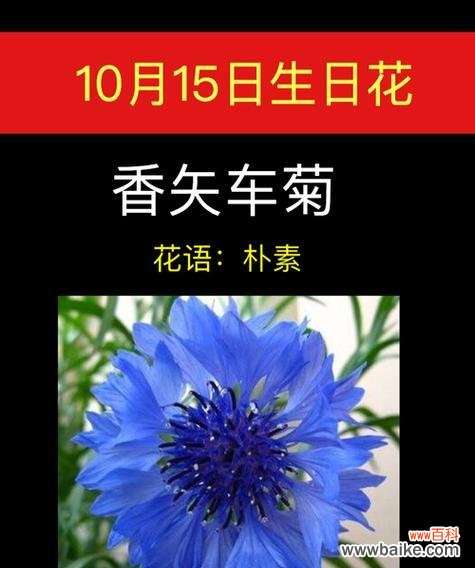 黄失车菊花语是什么意思?