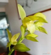 兰于兰的花语代表了什么？