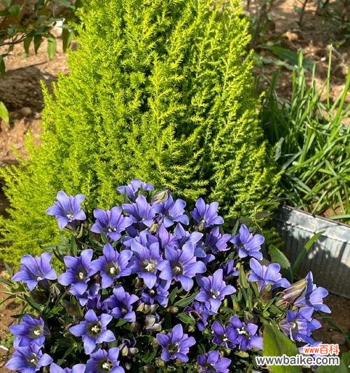 迷选香花的花语有哪些?