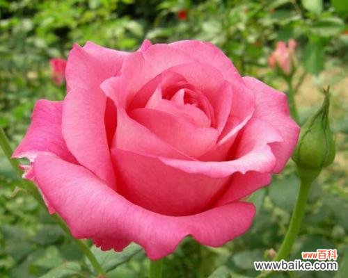 朴智旻的花语有哪些含义?