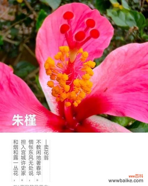 朱瑾花话花语是什么意思?