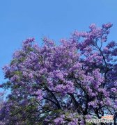 蓝楹树的花语代表了什么含义？