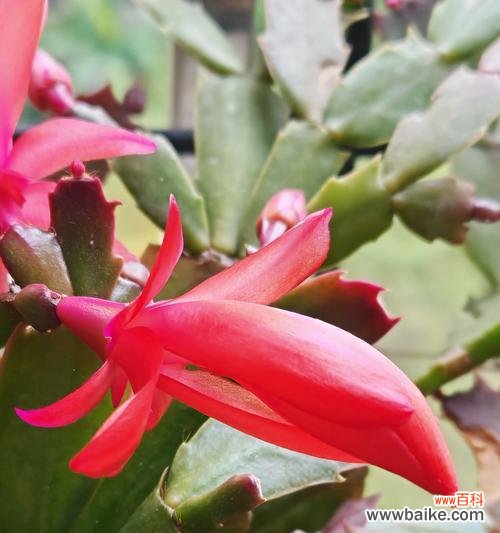 蟹脚兰的花语有哪些含义?