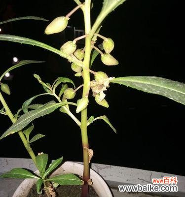 探寻凤仙花的秘密,解读花朵的语言 凤仙花的花语及象征意义