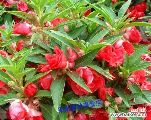 探寻凤仙花的秘密,解读花朵的语言 凤仙花的花语及象征意义