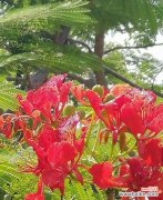 凤凰花的美丽与希望 凤凰花的花语