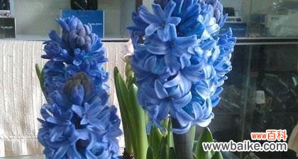 探寻风信子的花语之谜 花开风信子，寄托真情