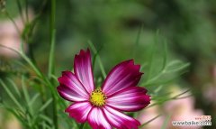 唤醒内心的勇气，感受生命的坚韧 格桑花的花语与美丽传承