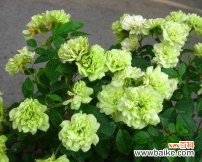 览芳华，品香气，感生命的力量 以丰花月季