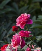 览芳华，品香气，感生命的力量 以丰花月季