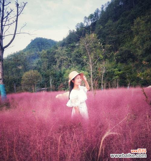 粉黛乱子草的美丽与意义 绽放在岁月里的芬芳——粉黛乱子草的花语寓意