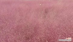 一朵娇小花朵的多重寓意 粉黛乱子草的花语——展现纯真与快乐