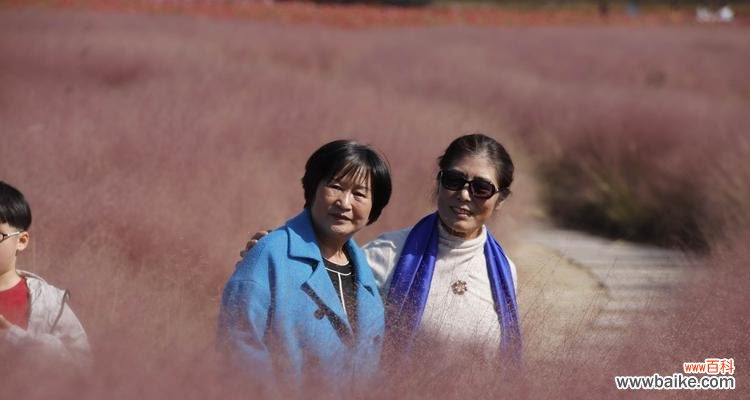 一朵娇小花朵的多重寓意 粉黛乱子草的花语——展现纯真与快乐